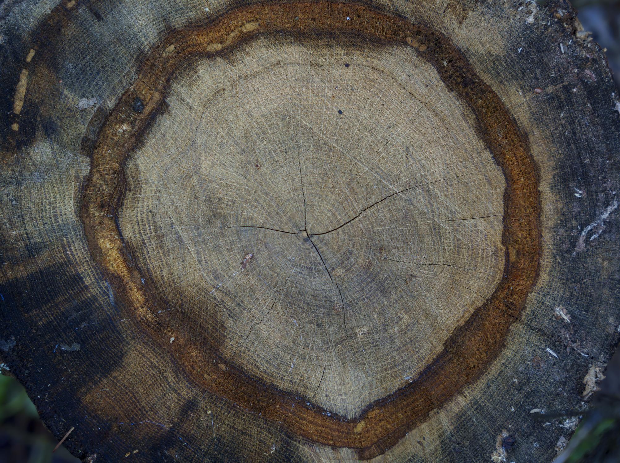 Tree rings representing growth and experience