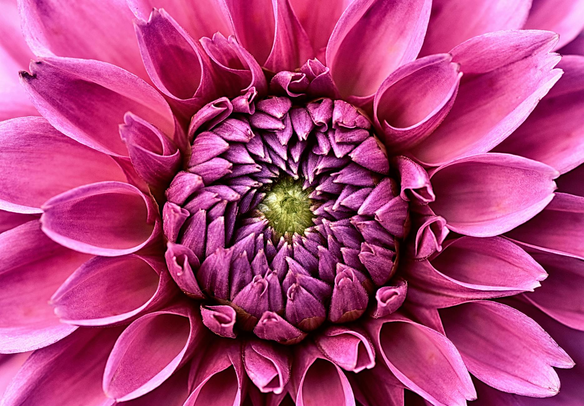 Structured natural pattern representing quantitative insight